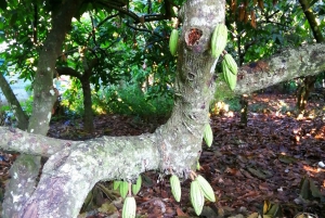 From Puerto Plata: Dominican Cocoa, Coffee, & Culture Tour