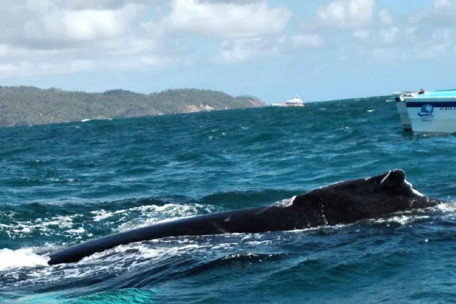 From Puerto Plata: Expedition to Samaná, Bacardi Island, and an Adventure of Your Choice