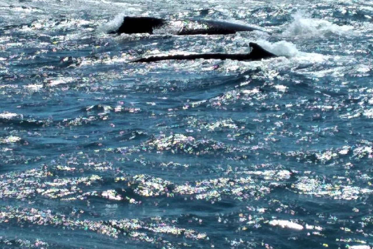 From Puerto Plata: Expedition to Samaná, Bacardi Island, and an Adventure of Your Choice