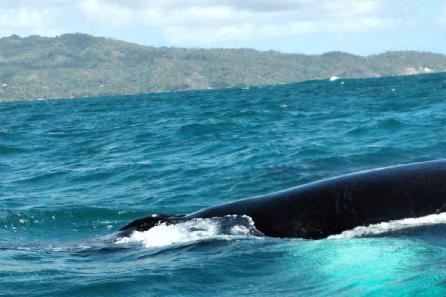 From Puerto Plata: Expedition to Samaná, Bacardi Island, and an Adventure of Your Choice