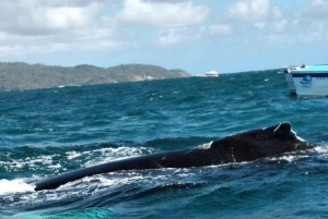 From Puerto Plata: Expedition to Samaná, Bacardi Island, and an Adventure of Your Choice