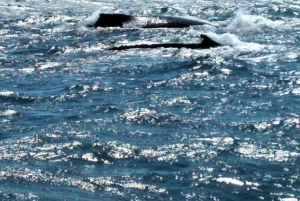 From Puerto Plata: Expedition to Samaná, Bacardi Island, and an Adventure of Your Choice