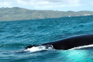 From Puerto Plata: Expedition to Samaná, Bacardi Island, and an Adventure of Your Choice