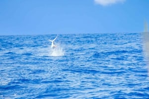 From Punta Cana: Deep Sea Fishing Tour by Boat with Drinks