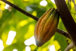 Depuis Punta Cana : Visite d'une jounée de l'île avec déjeuner