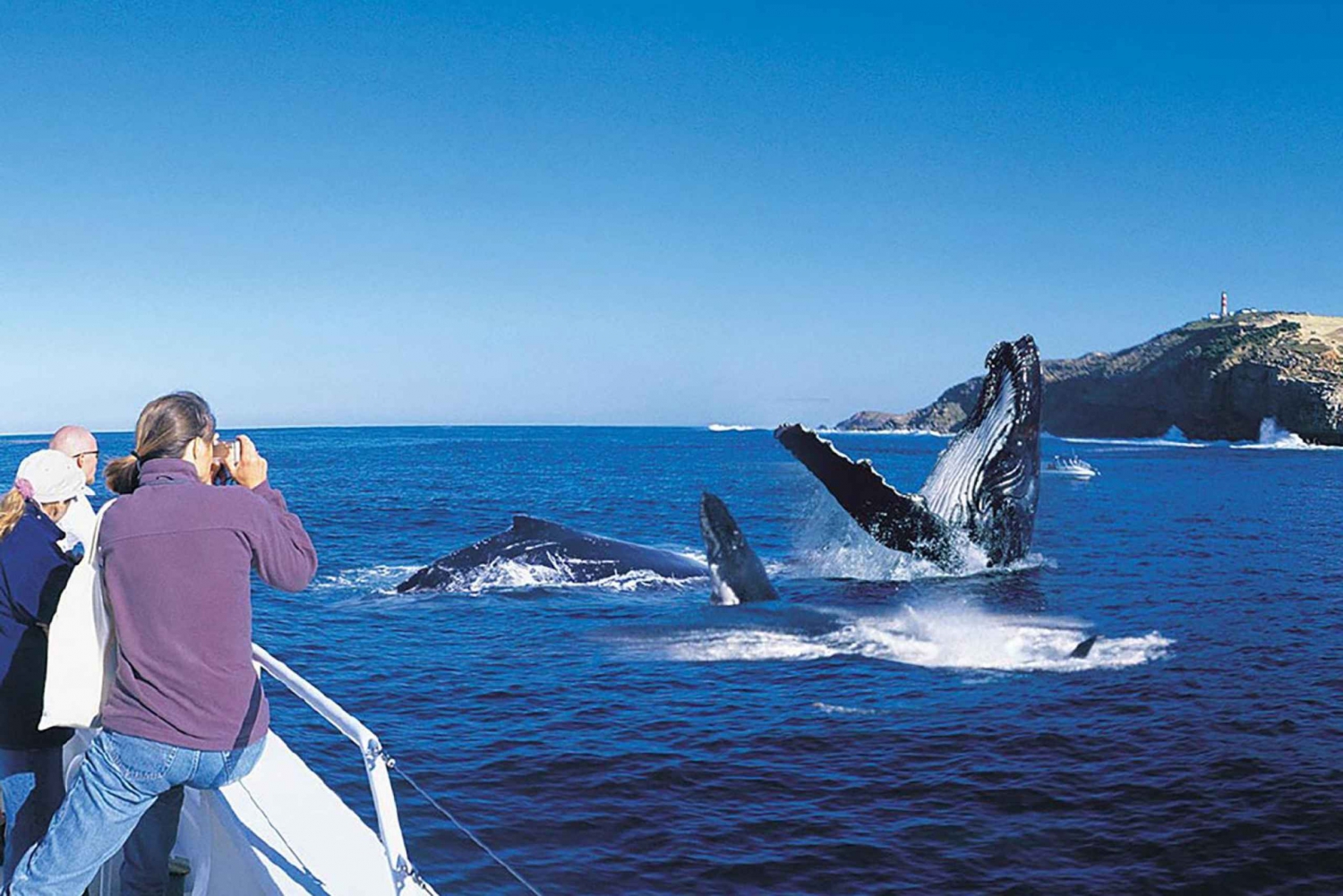 From Punta Cana: Full-Day Whale Watching