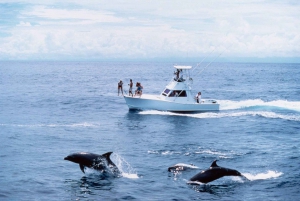 From Punta Cana: Full-Day Whale Watching