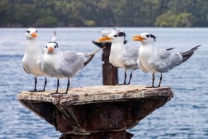 From Punta Cana: Los Haitises and Redonda Mountain Day Trip