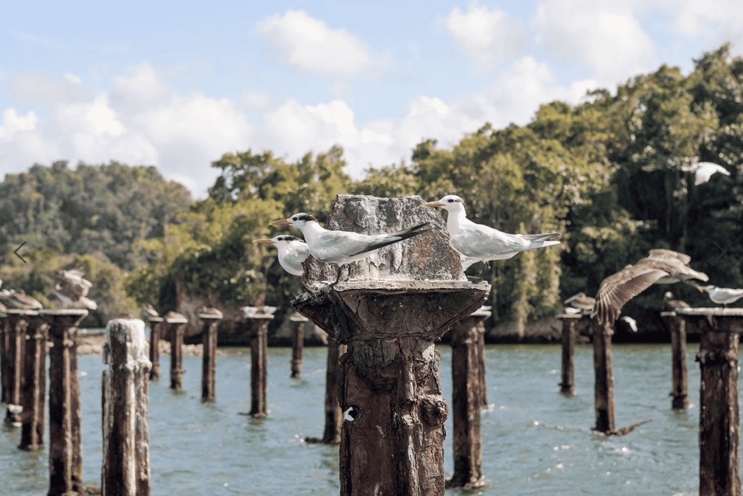 Desde Punta Cana: Tour Los Haitises: Manglares, Cuevas + Montaña Redonda
