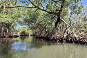 A partir de Punta Cana: Excursão Los Haitises: Manguezais, Cavernas + Montanha Redonda