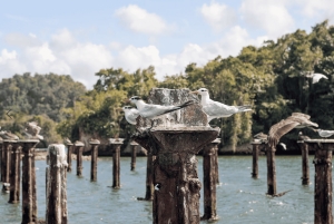 Desde Punta Cana: Tour Los Haitises: Manglares, Cuevas + Montaña Redonda