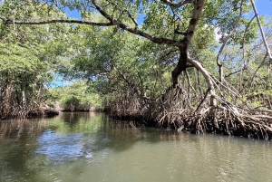 Desde Punta Cana: Tour Los Haitises: Manglares, Cuevas + Montaña Redonda
