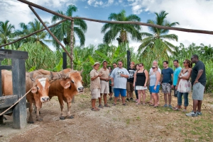 From Punta Cana: Safari Traditional Tour with Lunch