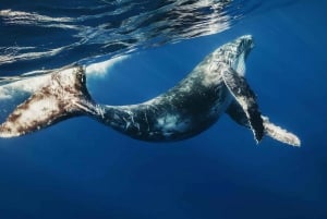 Au départ de Punta Cana : Croisière privée d'observation des baleines dans la baie de Samana