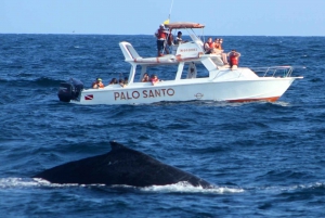 From Punta Cana: Samana Bay Whale-Watching Cruise with Lunch