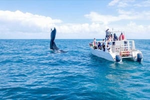 From Punta Cana: Samana Bay Whale-Watching Cruise with Lunch