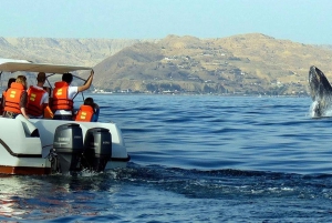 From Punta Cana: Samana Bay Whale-Watching Cruise with Lunch
