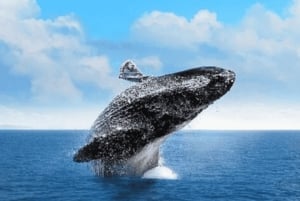 From Punta Cana Samana Tour With Cascada El Limon And Food