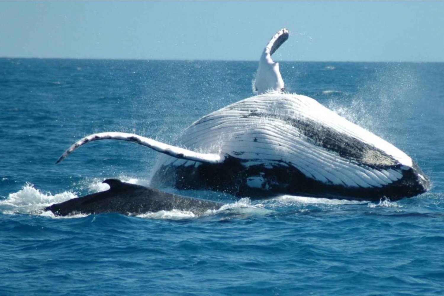 Desde Punta Cana: Excursión de un día al Santuario de Avistamiento de Ballenas