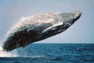 From Punta Cana: Sanctuary Whale Watching Day Trip