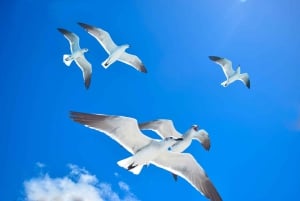 Z Punta Cana: całodniowa wycieczka na wyspę Saona z lunchem