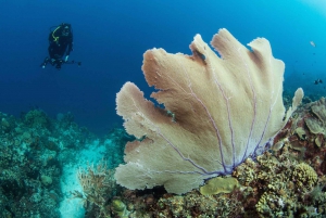 プンタ カナ発：サオナ島プライベート小型ボート日帰り旅行