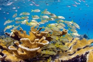 From Punta Cana: ScubaDoo, Snorkel & Glass Bottom Boat Tour