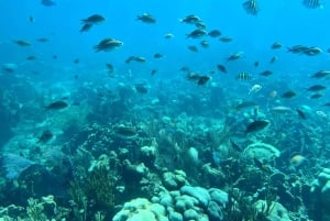 From Punta Cana: Small Group Catalina Island Snorkeling Tour