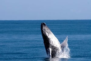 From Punta Cana: Whale Watching and Beaches Day Trip