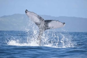 From Punta Cana: Whale Watching and Montana Redonda Tour