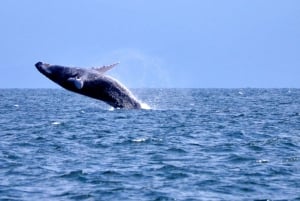 From Punta Cana: Whale Watching and Montana Redonda Tour