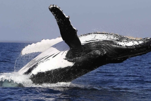 From Punta Cana: Whale Watching and Montana Redonda Tour