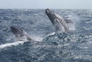 From Punta Cana: Whale Watching and Montana Redonda Tour