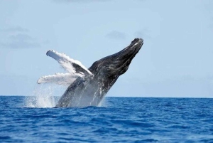 From Punta Cana: Whale Watching and Montana Redonda Tour
