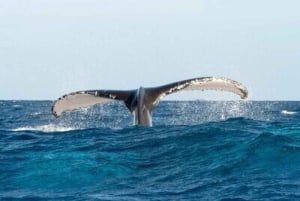 From Punta Cana: Whale Watching and Montana Redonda Tour