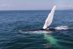 From Punta Cana: Whale Watching and Montana Redonda Tour