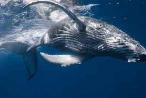 Da Punta Canta: Crociera per avvistare le balene con Cayo Levantado