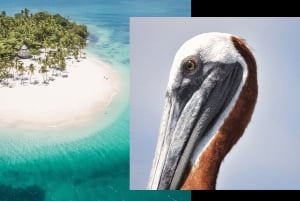 Fra Punta Canta: Hvalsafari på Cayo Levantado med Cayo Levantado