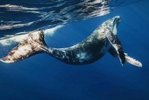 Desde Samaná: avistamiento de ballenas y paseo en barco por Cayo Levantado