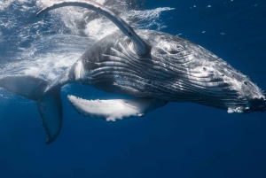 Desde Samaná: avistamiento de ballenas y paseo en barco por Cayo Levantado