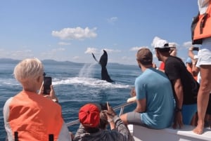 From Samaná: Whale Watching and Cayo Levantado Island Tour
