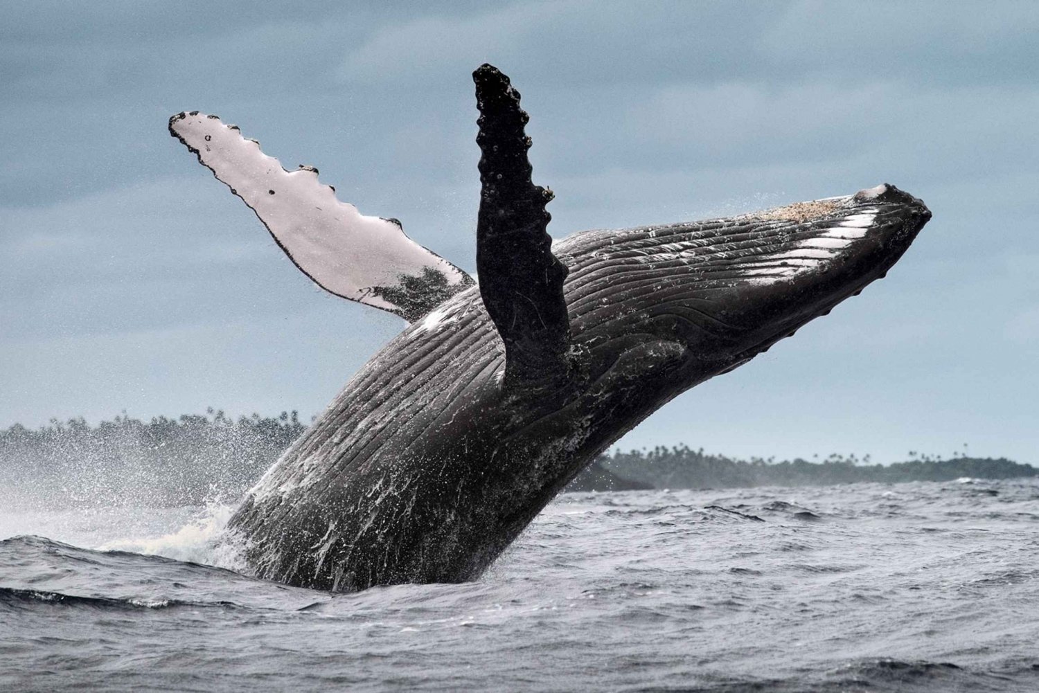 Au départ de Santo Domingo : Observation des baleines et Cayo Levantado