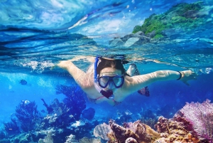 Tour di un giorno intero di snorkeling all'isola di Catalina