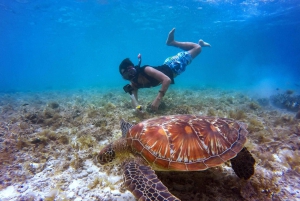 Excursão de 1 dia para mergulho com snorkel na Ilha Catalina