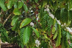 Higüey Cultural Tour: Basilica, Market, and Mamajuana Coffee Tasting