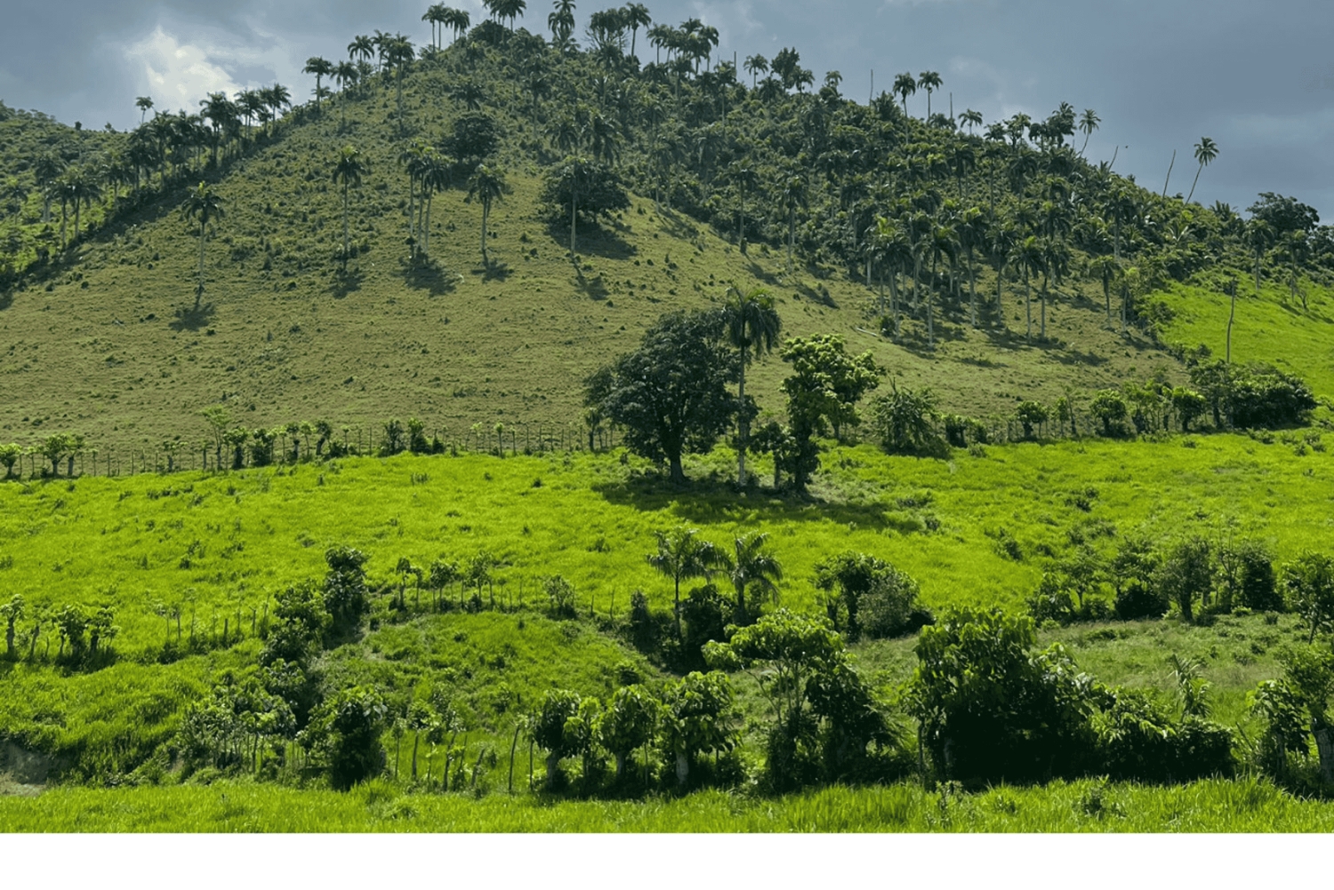 Higuey discovery, coffee and cocoa tasting from punta cana