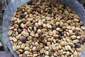 Higuey discovery, coffee and cocoa tasting from punta cana