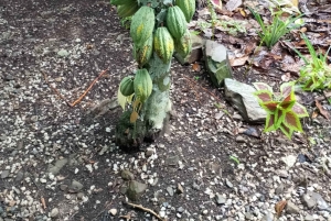 Higuey discovery, coffee and cocoa tasting from punta cana