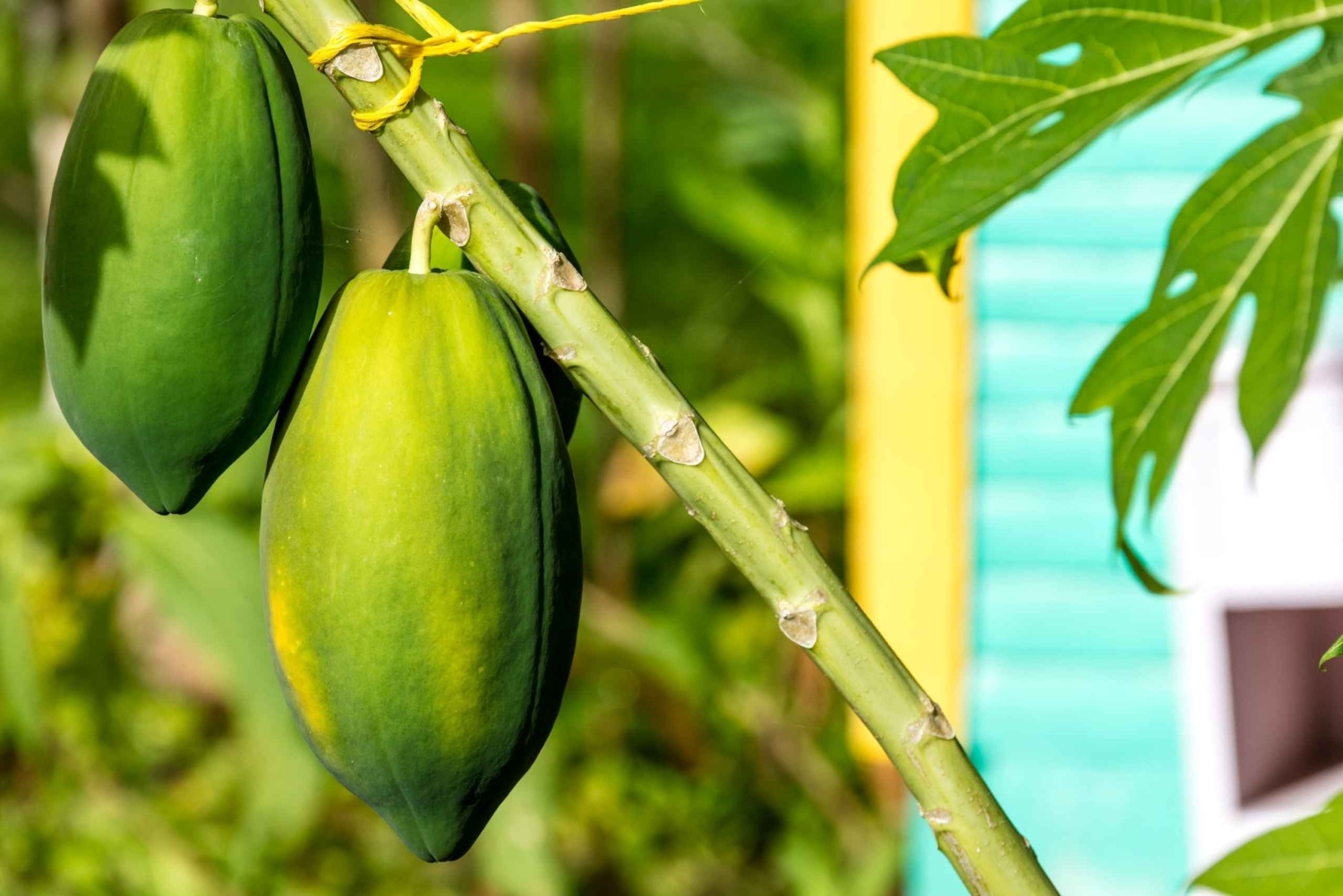 Higuey: Full-Day Tour with River Boat, Lunch, & Voodoo Show