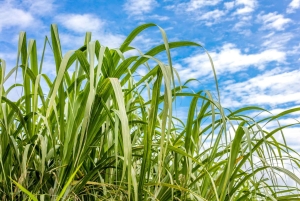 Higuey: Full-Day Tour with River Boat, Lunch, & Voodoo Show